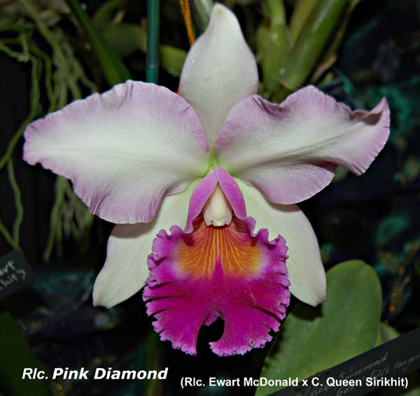 Rlc. Pink diamond _4752