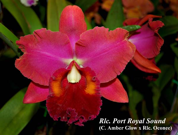 Rlc. Port Royal Sound  _5390