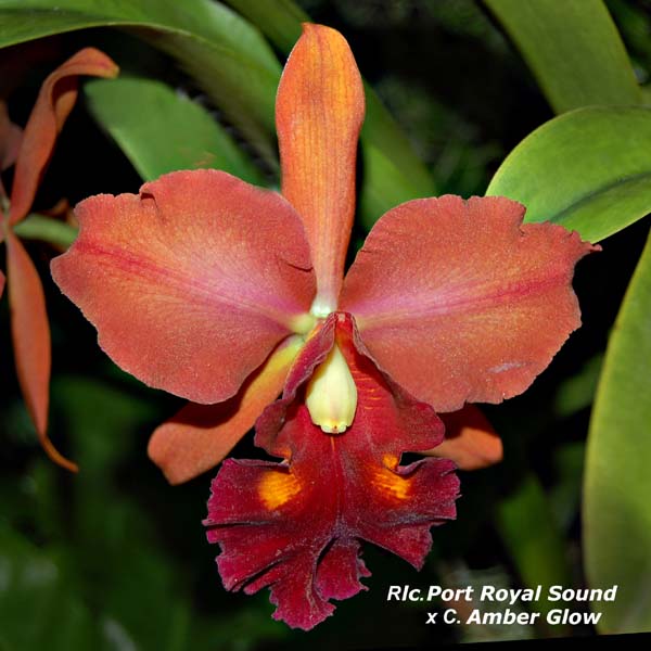 Rlc. Port Royal Sound x C. Amber Glow_4721