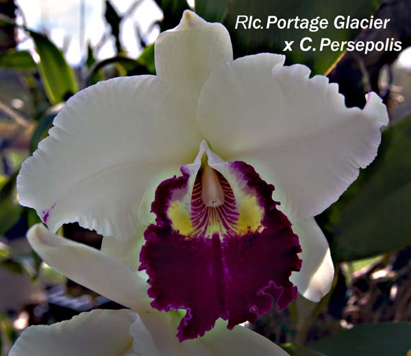 Rlc. Portage Glacier x C. Persepolis_7714