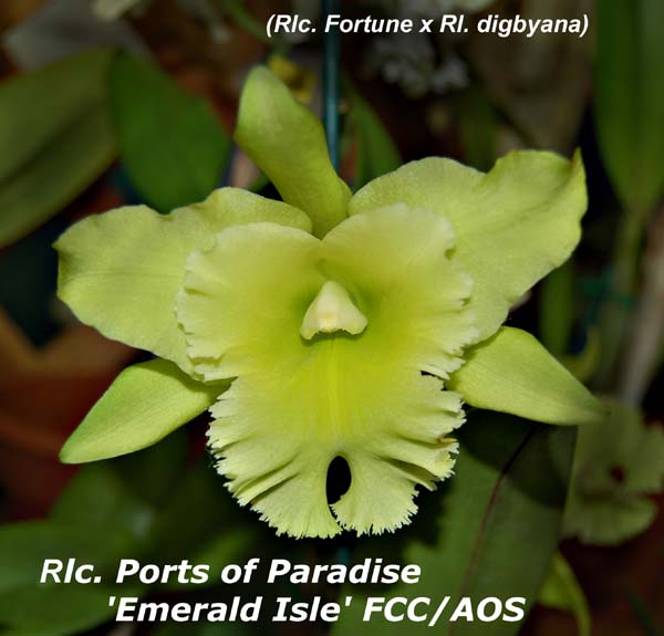 Rlc. Ports of Paradise 'Emerald Isle' FCC_AOS_4259