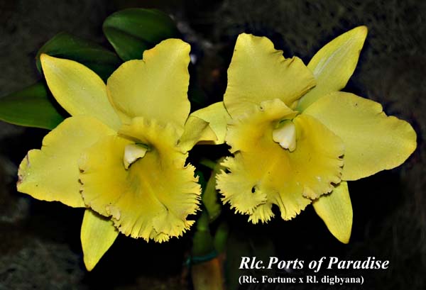 Rlc. Ports of Paradise_8819