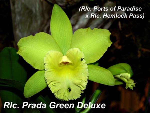 Rlc. Prada Green Deluxe_4657
