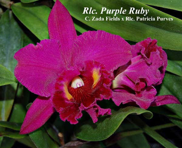 Rlc. Purple Ruby (C. Zada Fields x Rlc. Patricia Purves)_1169