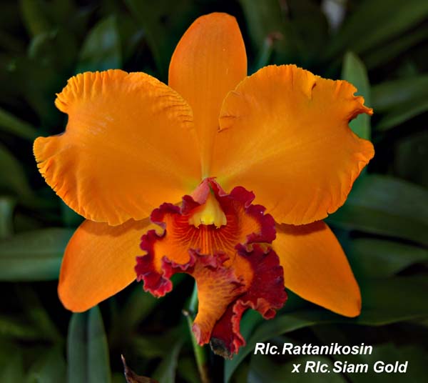 Rlc. Rattanakosin x Rlc. Siam Gold_5492