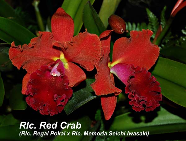 Rlc. Red Crab_8800