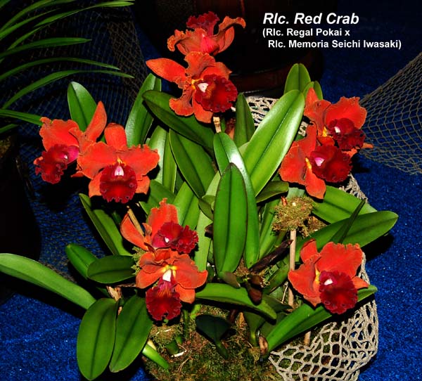 Rlc. Red Crab_8885