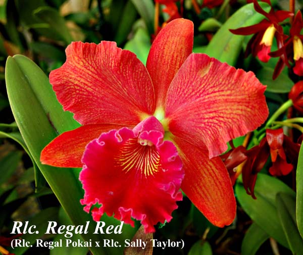 Rlc. Regal Red  _4849