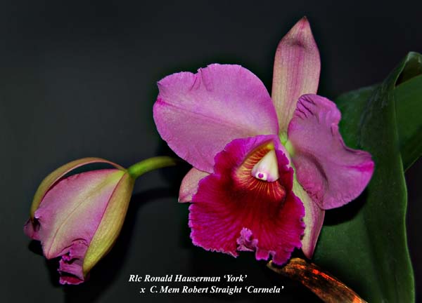 Rlc. Ronald Hauserman x C. Memoria Robert Straight_4468