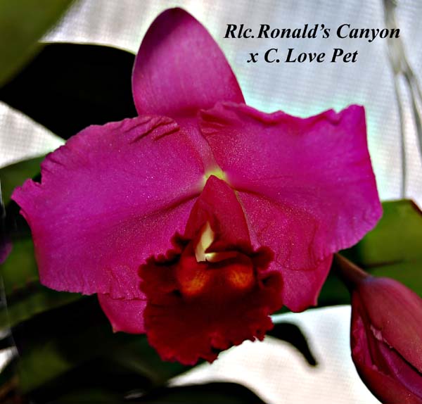 Rlc. Ronalds Canyon x C. Love Pet_9477