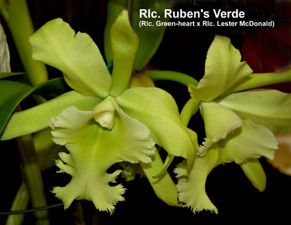 Rlc. Ruben s Verde_1671