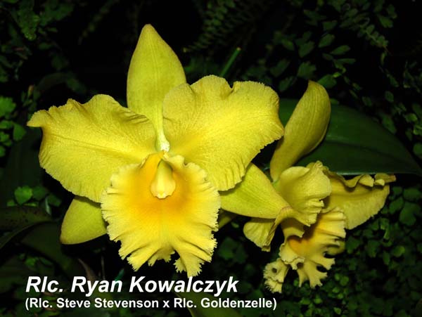 Rlc. Ryan Kowalczyk_8809