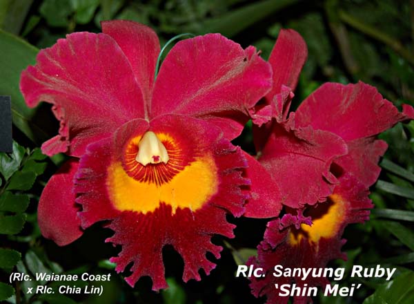 Rlc. Sanyung Ruby 4747
