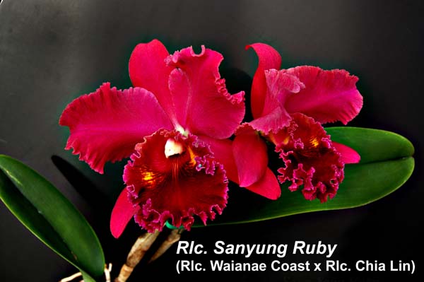 Rlc. Sanyung Ruby_5241