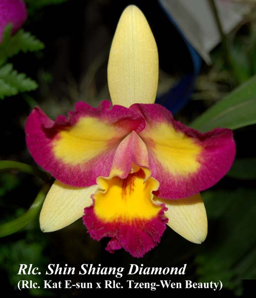Rlc. Shin Shiang Diamond_4726
