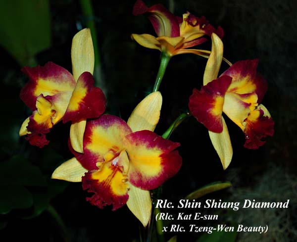 Rlc. Shin Shiang Diamond_8821