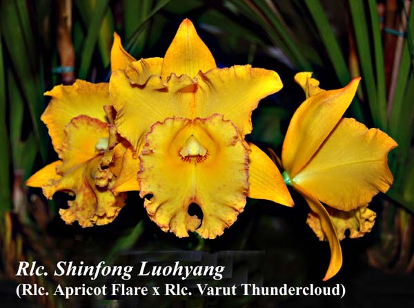 Rlc. Shinfong Luohyang_4409