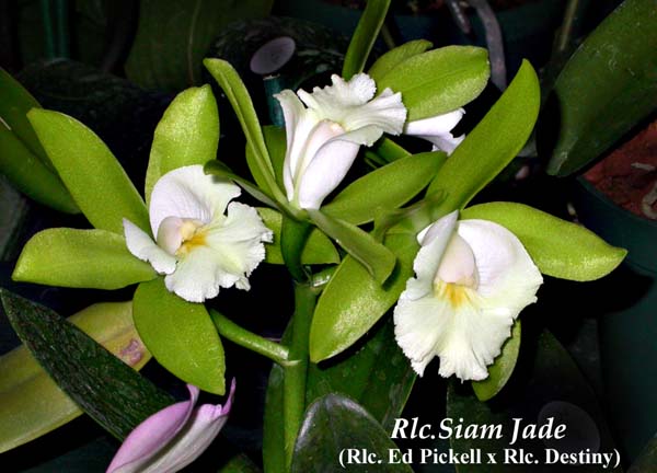 Rlc. Siam Jade AM_AOS 3587