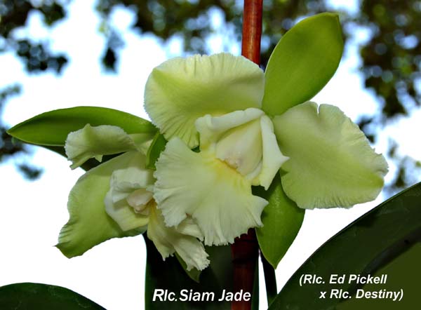 Rlc. Siam Jade_6751