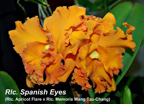 Rlc. Spanish Eyes_4377