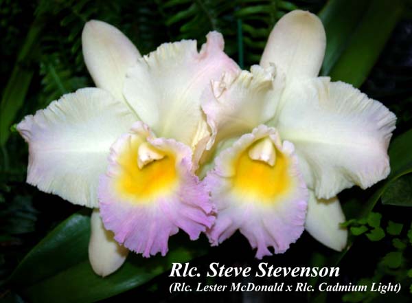 Rlc. Steve Stevenson _2727