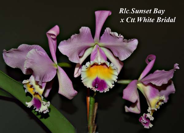 Rlc. Sunset Bay  x Ctt. White Bridal_7972
