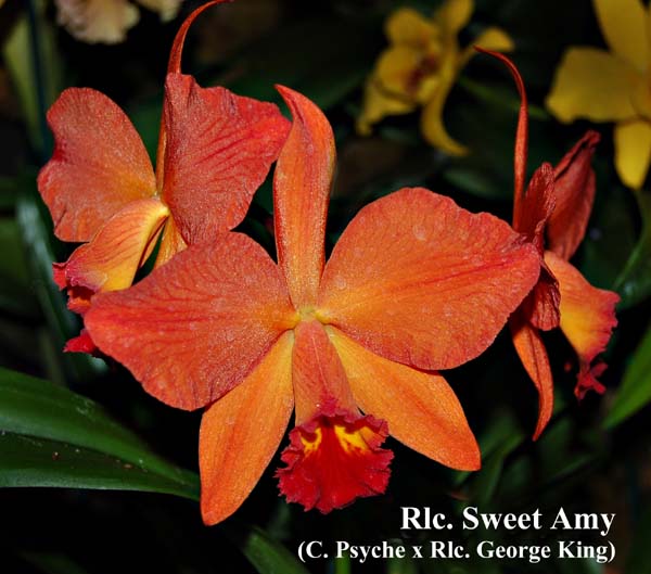 Rlc. Sweet Amy_9042