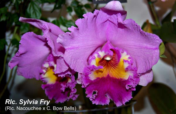 Rlc. Sylvia Fry (Rlc. Nacouchee x C. Bow Bells)_2595