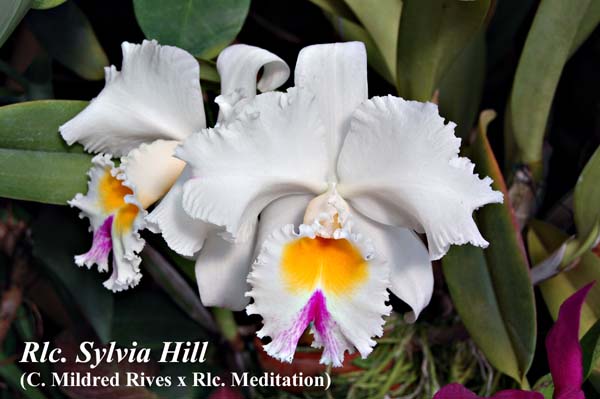 Rlc. Sylvia Hill _4827
