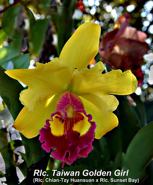 Rlc. Tainan Golden Girl _4997