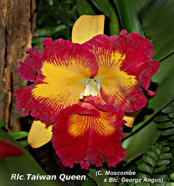 Rlc. Taiwan Queen_4742