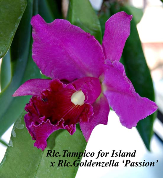 Rlc. Tampico for Island  x Rlc. Goldenzella_Passion_1149