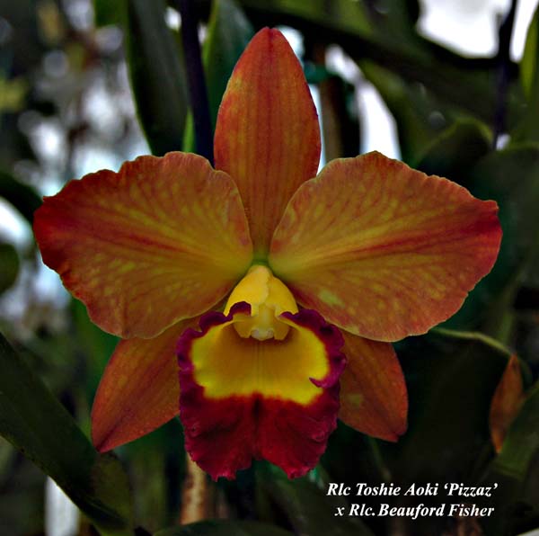 Rlc. Toshie Aoki 'Pizzaz' x Rlc. Beauford Fisher_5355
