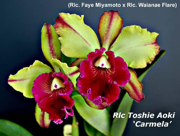 Rlc. Toshie Aoki _3998