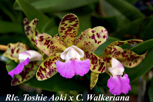 Rlc. Toshie Aoki x C. Walkeriana_8081