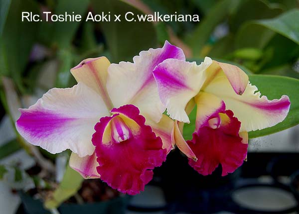 Rlc. Toshie Aoki x C. walkeriana _0793