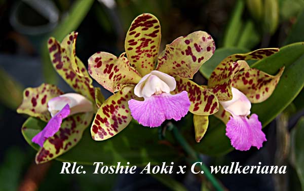 Rlc. Toshie Aoki x C. walkeriana_8079