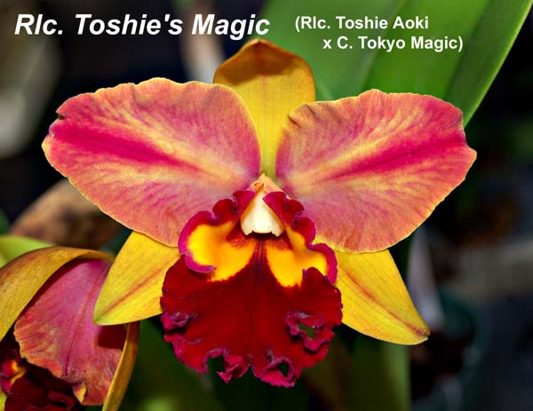 Rlc. Toshies Magic (Rlc. Toshie Aoki x C. Tokyo Magic)_4235