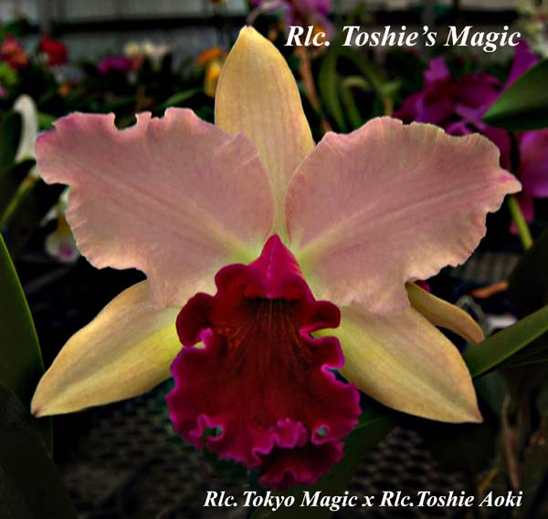 Rlc. Toshies Magic_5092