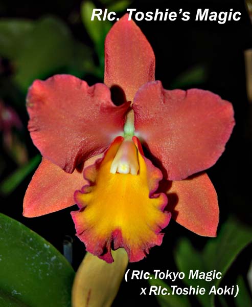 Rlc. Toshies Magic_5904