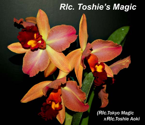 Rlc. Toshies Magic_6846