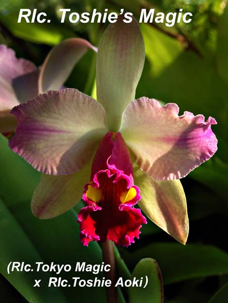 Rlc. Toshies Magic_6966