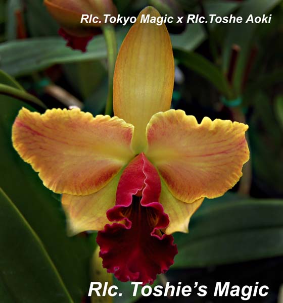 Rlc. Toshies Magic_7492