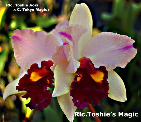 Rlc. Toshies Magic_8164
