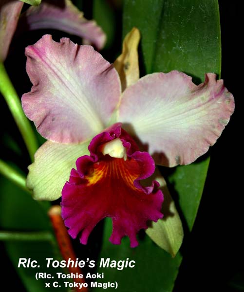 Rlc. Toshies Magic__1510
