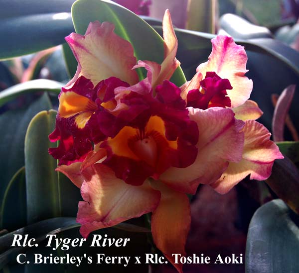 Rlc. Tyger River (C. Brierley's Ferry x Rlc. Toshie Aoki)_1175