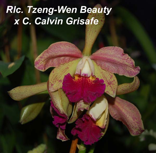 Rlc. Tzeng-Wen Beauty  x C. Calvin Grisafe_1519
