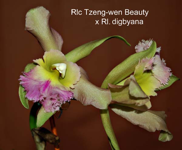 Rlc. Tzeng-wen Beauty x  Rl. digbyana_8504