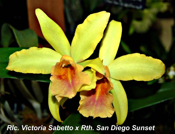 Rlc. Victoria Sabetto x Rth. San Diego Sunset_3027