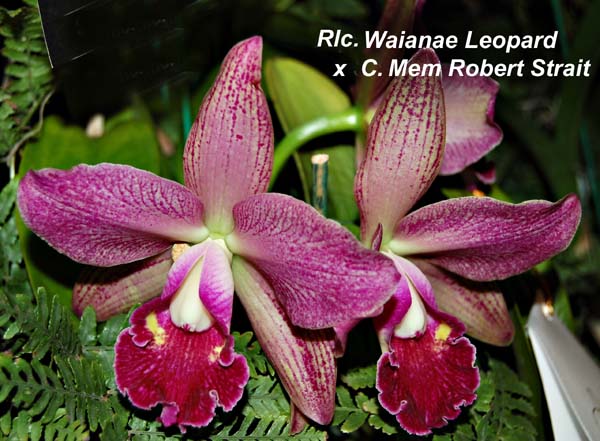Rlc. Waianae Leopard  x C. Mem Robert Strait_9025